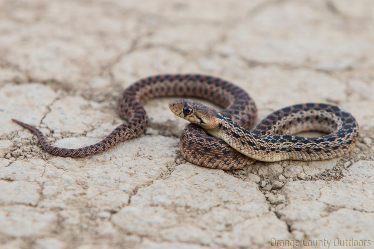 Pacific Gopher Snake - Orange County Outdoors